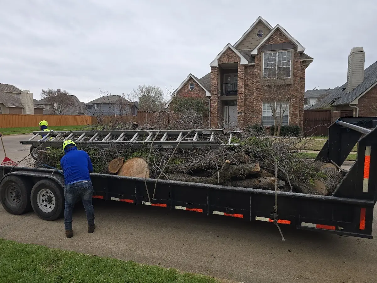Expert Tree Removal with proper safety equipment in Shelby